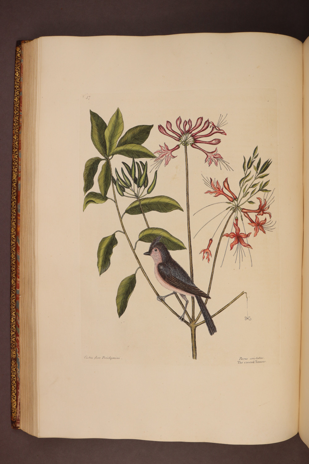 Plate 57